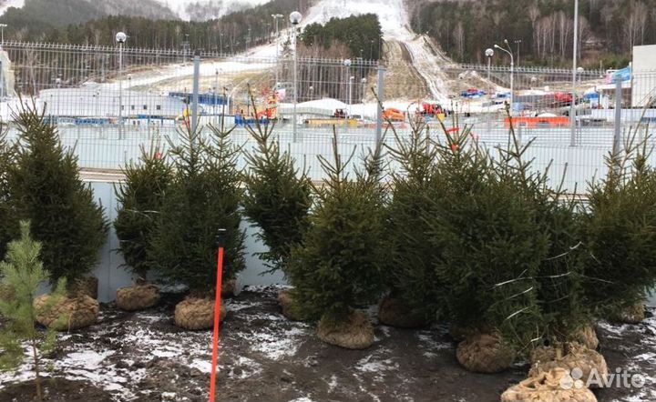 Саженцы сибирской ели экстра класс