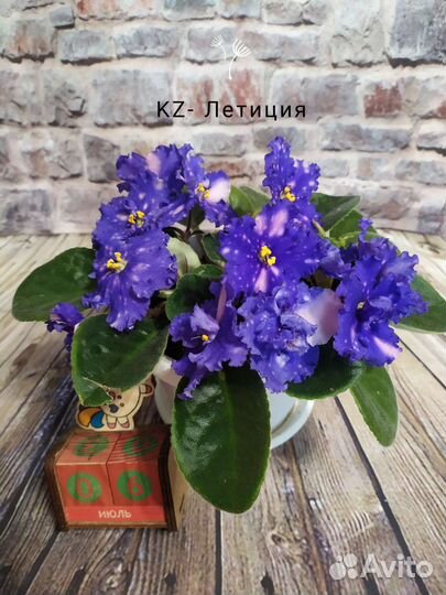 Фиалка в горшках