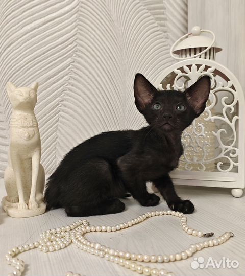 Ориентальные котята