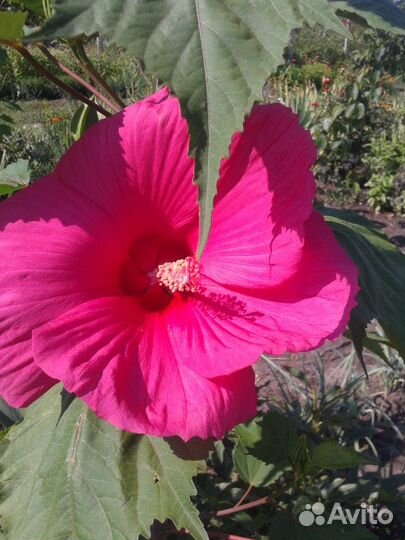 Гибискус садовый