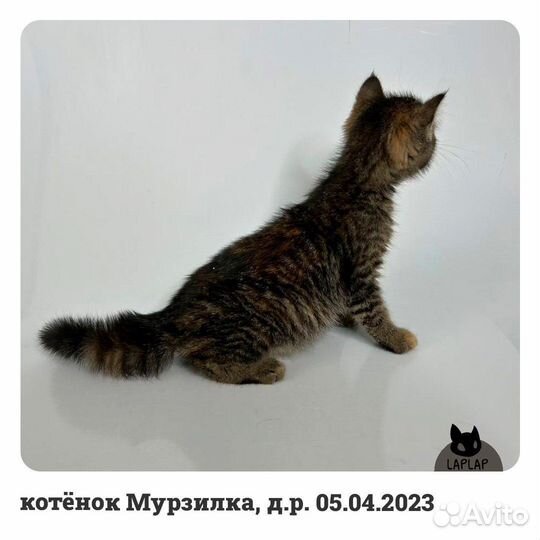 Котик в добрые руки
