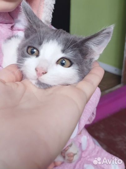 Кошечка 2,5 мес