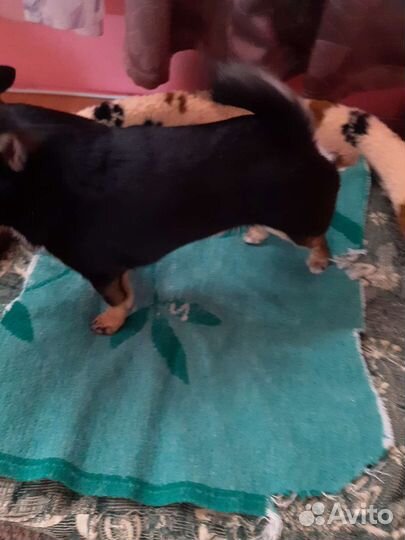 Жених на вязку