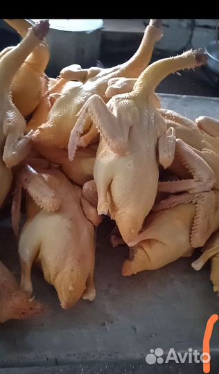 Индаутки (селезни)