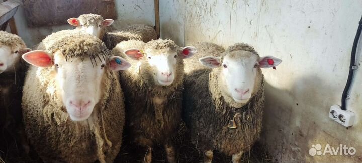 Работник на частную миниферму