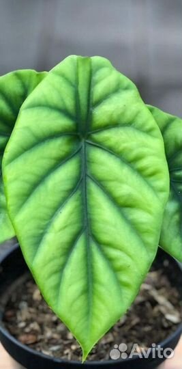 Алоказия Клипеолата Грин Шилд