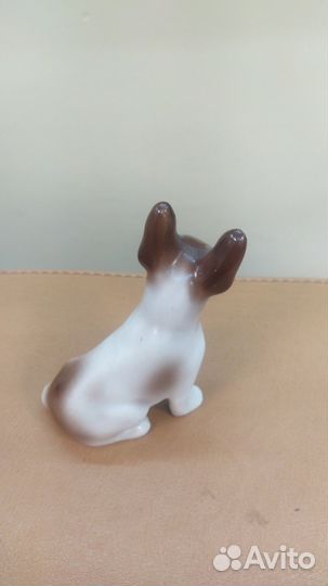 Французский бульдог фаьнс