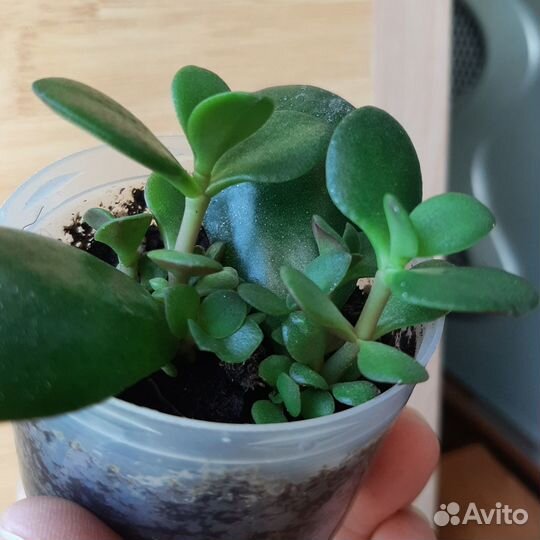 Крассула (Толстянка, денежное дерево)