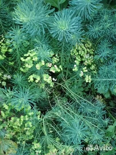 1.Ирисы,почвопокровные,подснежники,крокус, мускари