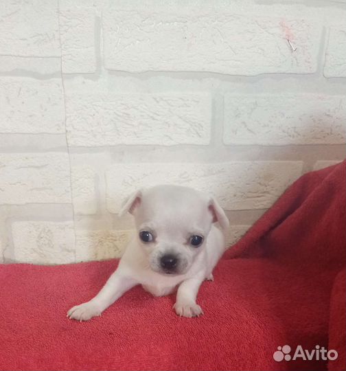 Щенки чихуахуа