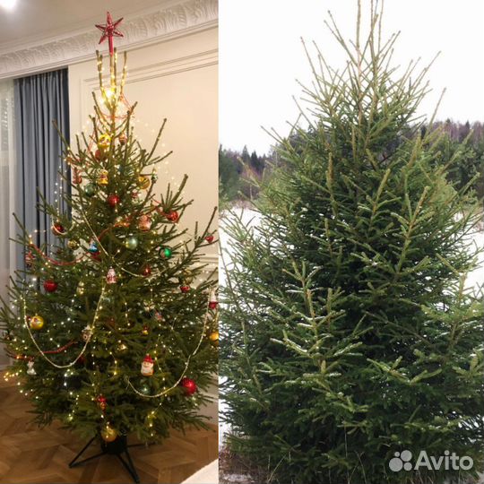 Ель. Отборная Новогодняя ель с доставкой