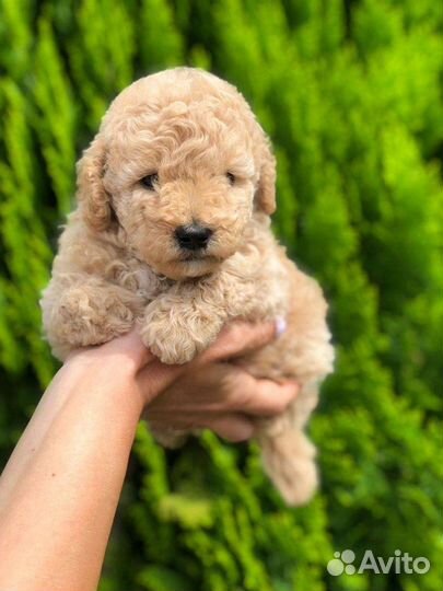 Мальтипу малыши