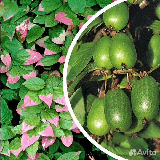 Актинидия Доктор Шимановский обоеполая