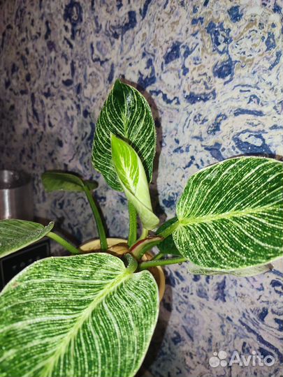 Красавчик Филодендрон биркин