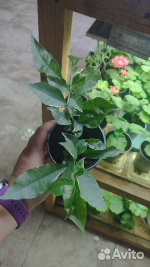 Бугенвиллия