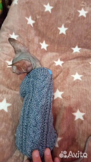 Одежда для Сфинкса,котов и собак