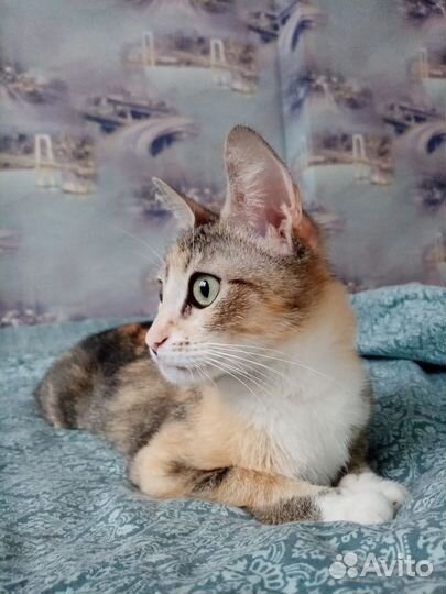 Молодая кошка