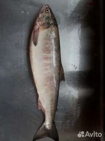 Кета потрошёная с головой