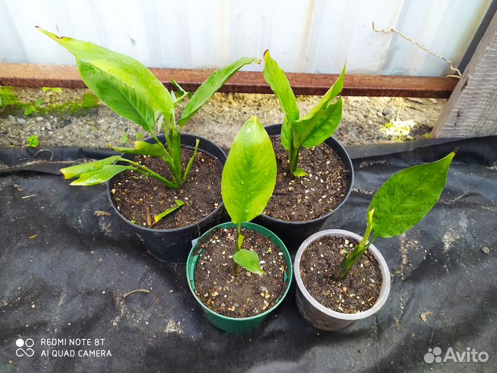 Комнатные растишки-3. (Обмен)