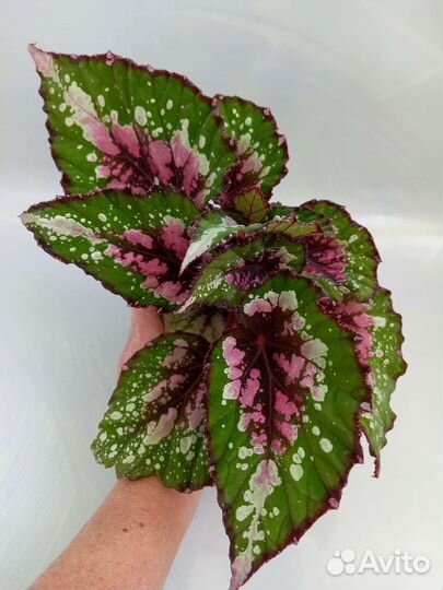 Часть 3. Бегонии декоративнолиственные