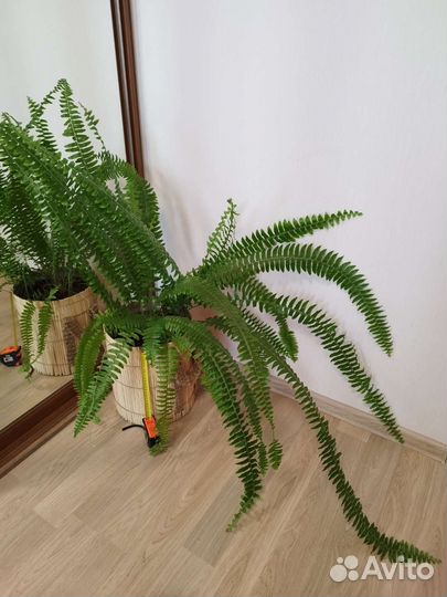 Папоротник