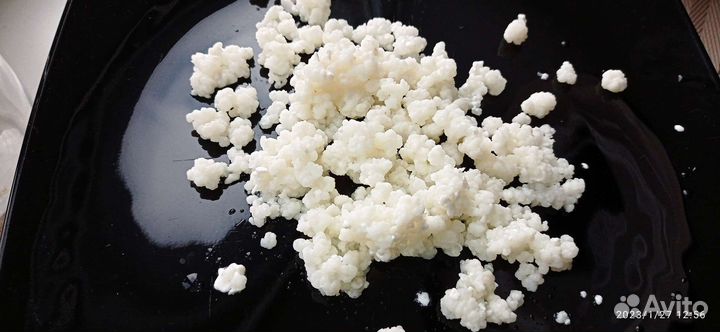 Тибетский молочный гриб