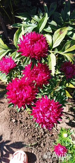 Астры, цинии - на срез