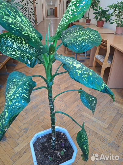 Диффенбахия