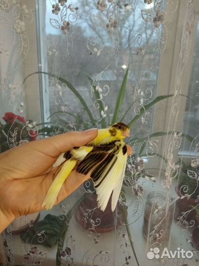 Кенары молодые