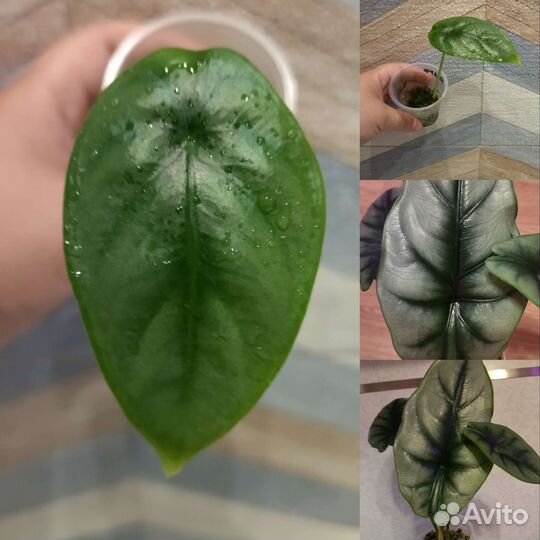 Алоказия Реверса