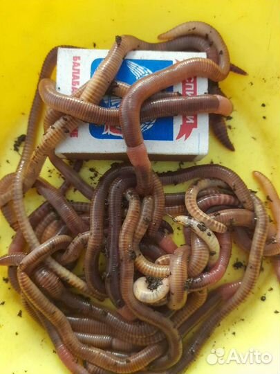 Червь дендробена