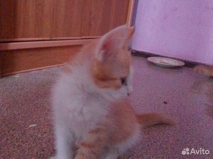 Котята в добрые руки бесплатно