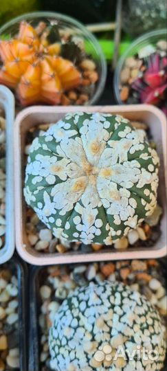 Коллекционные кактусы Астрофитум астериас