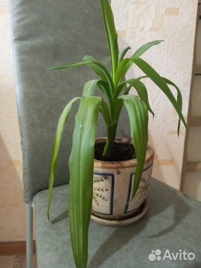 Продам цветы комнатные