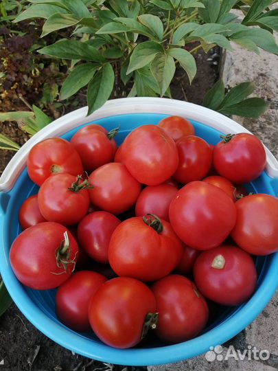 Вишня. Огурцы, Чеснок, Хрен