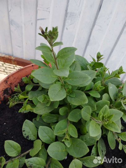 Петуния тайдал