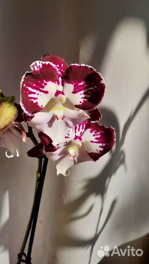 Орхидея биг лип