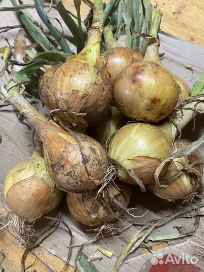 Лук эксибишен