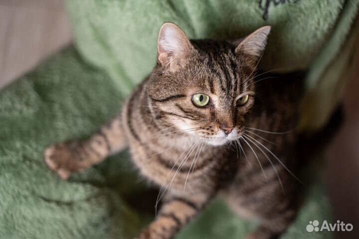 Кот Матвей ждёт свою семью в приюте