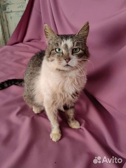 Зеленоглазый парень, кот