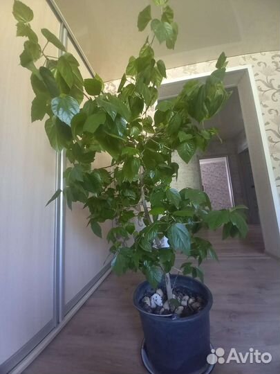 Гибискус китайская роза