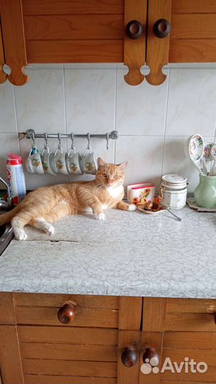 Отдам кота в добрые руки