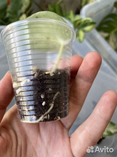 Сциндапсус маяри