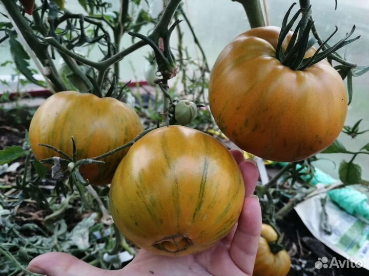 Семена томатов