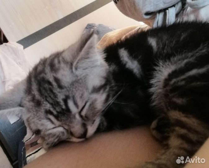 Британский котёнок 