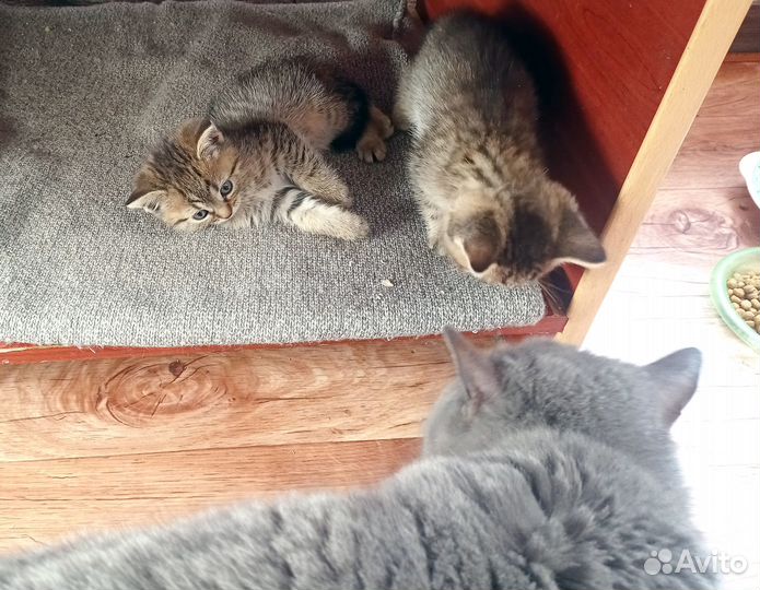 Шотландские котята