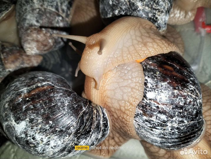 Улитки Ахатины Иммакулята