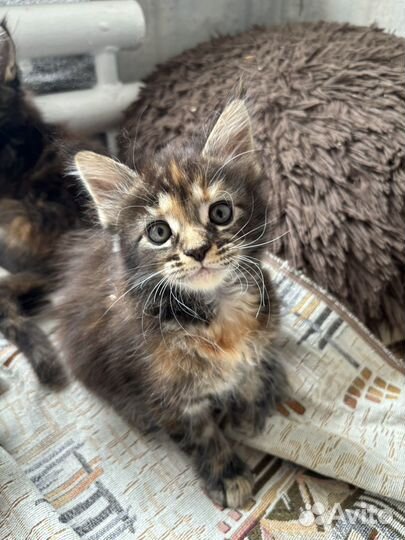 Котята мейн-куны