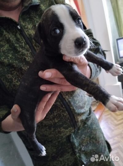 Щенки питбультерьера
