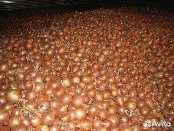 Лук севок Оптом